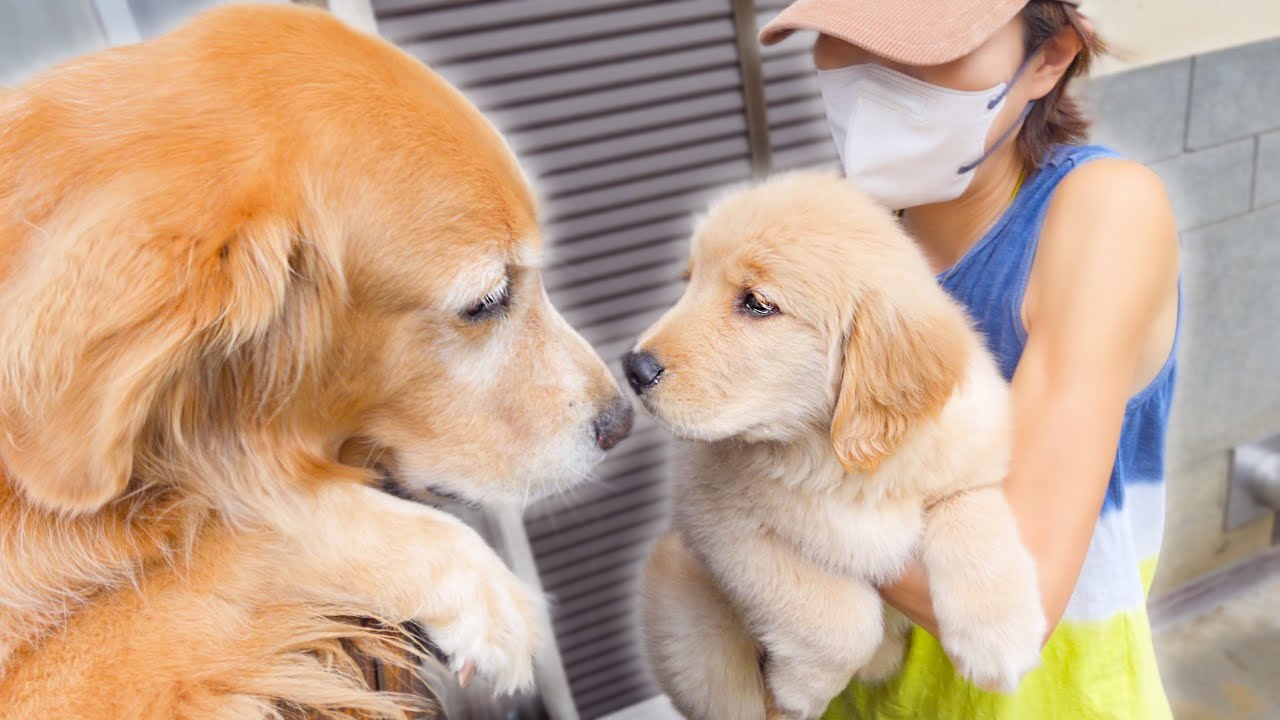【天使】甥っ子に初めて会った愛犬の反応が優し過ぎました･･･