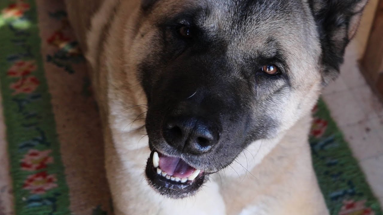 The Story of Crew Our Rescue Akita