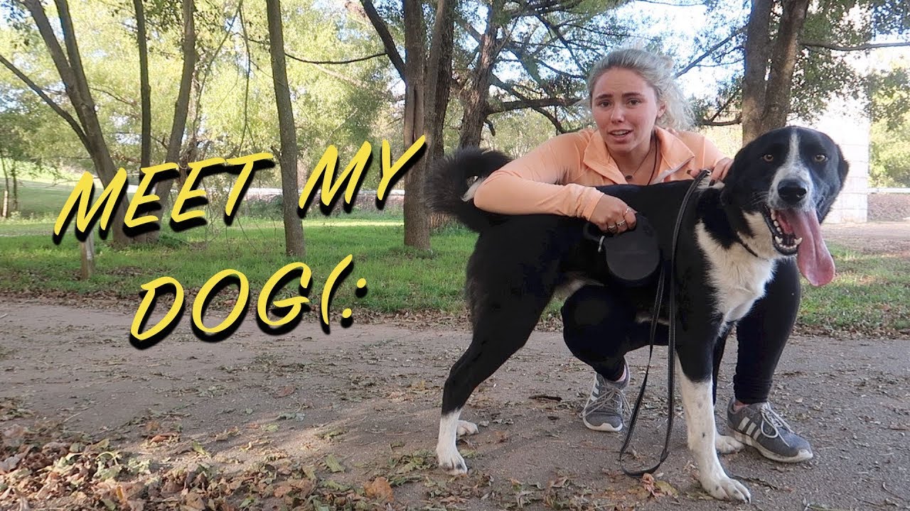 LETS WALK MY DOG!