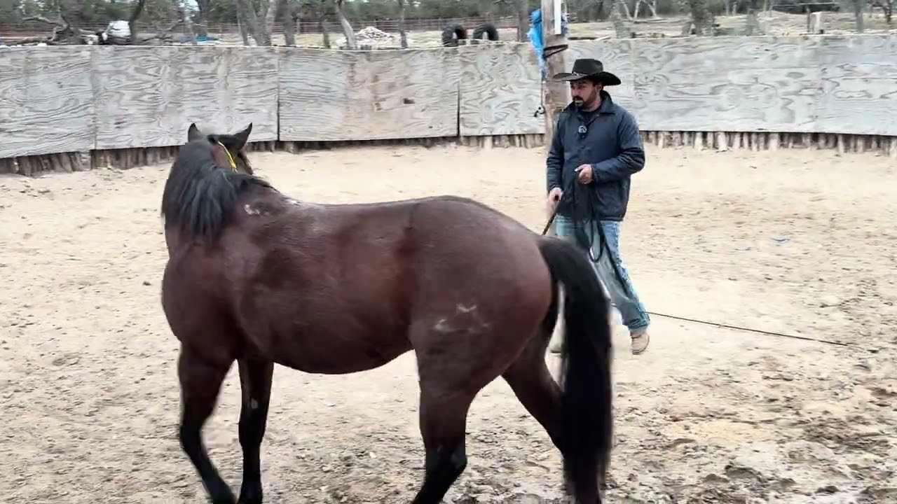 After Your Horse Has Had Time Off- Here’s What You Do! 