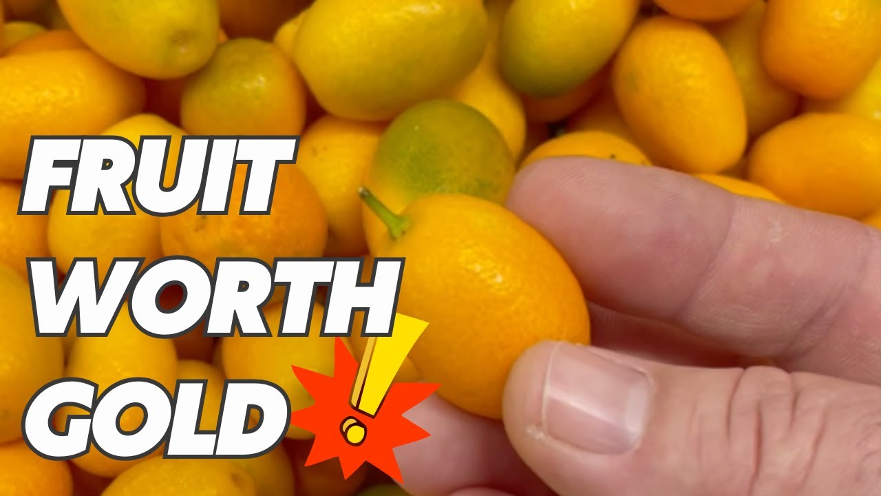 Unknown Benefits Of Kumquat That Will Surprise You