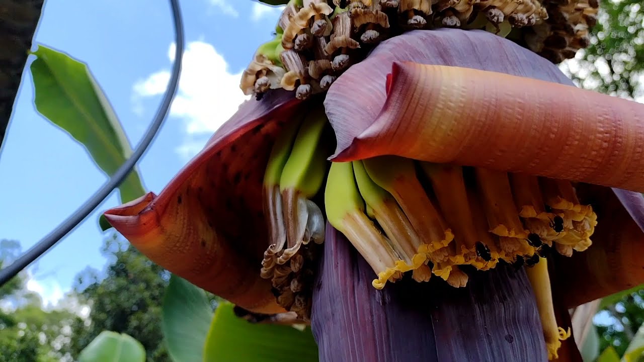 COMO NASCEM AS BANANAS NA BANANEIRA? 🤔  NESTE VÍDEO EU TE MOSTRO! 🤗