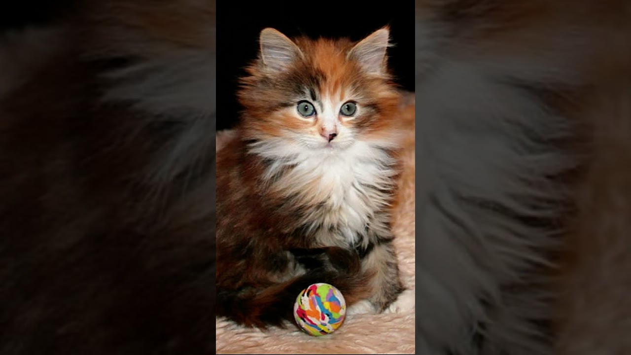 🐈 Sweet Maine Coon Kitten/Baby 