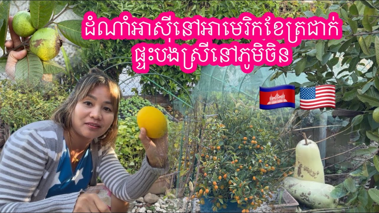 ដំណាំអាសុីផ្ទះបងស្រីខ្ញុំនៅអាមេរិកខែត្រជាក់ឆ្នាំនេះ
