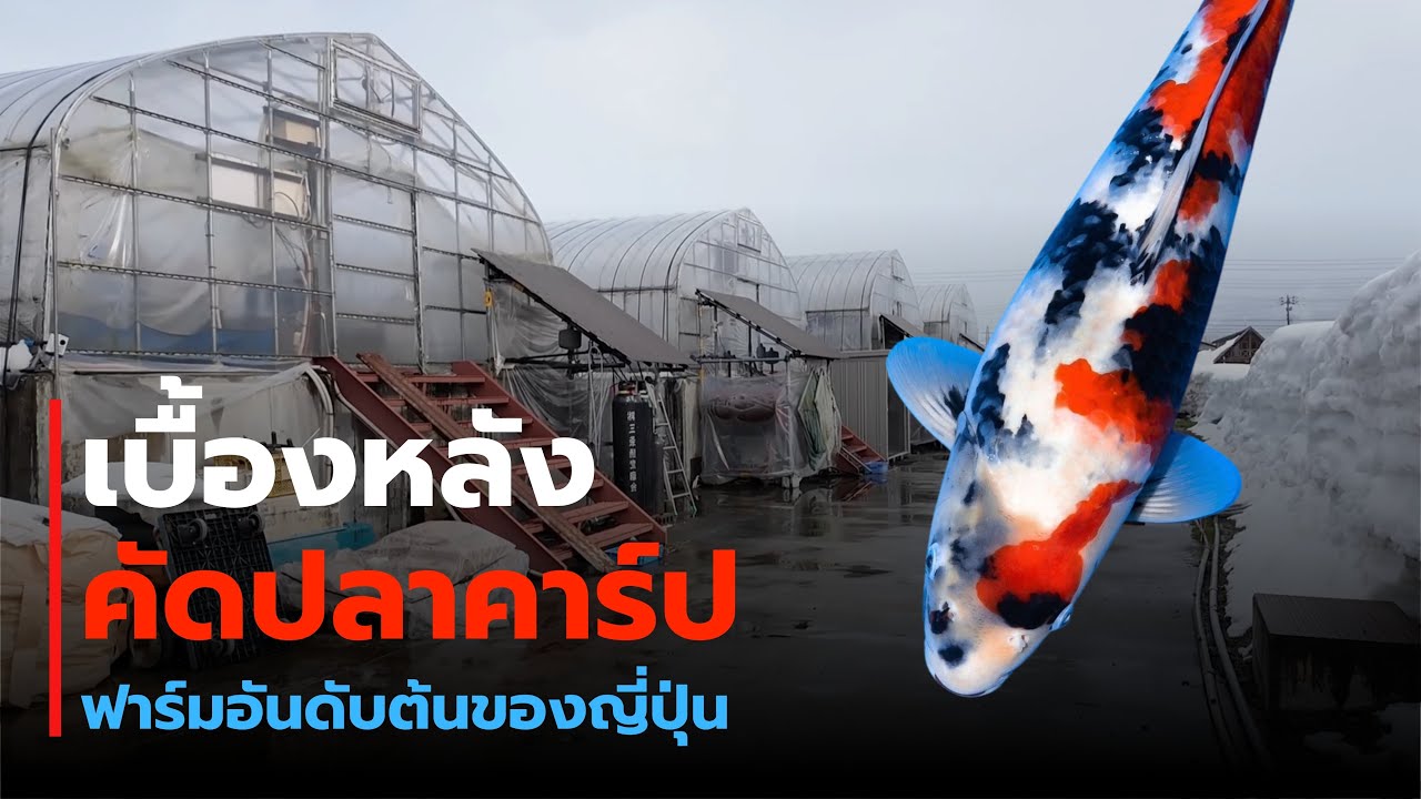 เบื้องหลังการคัดปลาคาร์ป ที่ฟาร์มดังระดับโลก | KOI Hunting Trip [EP.2]