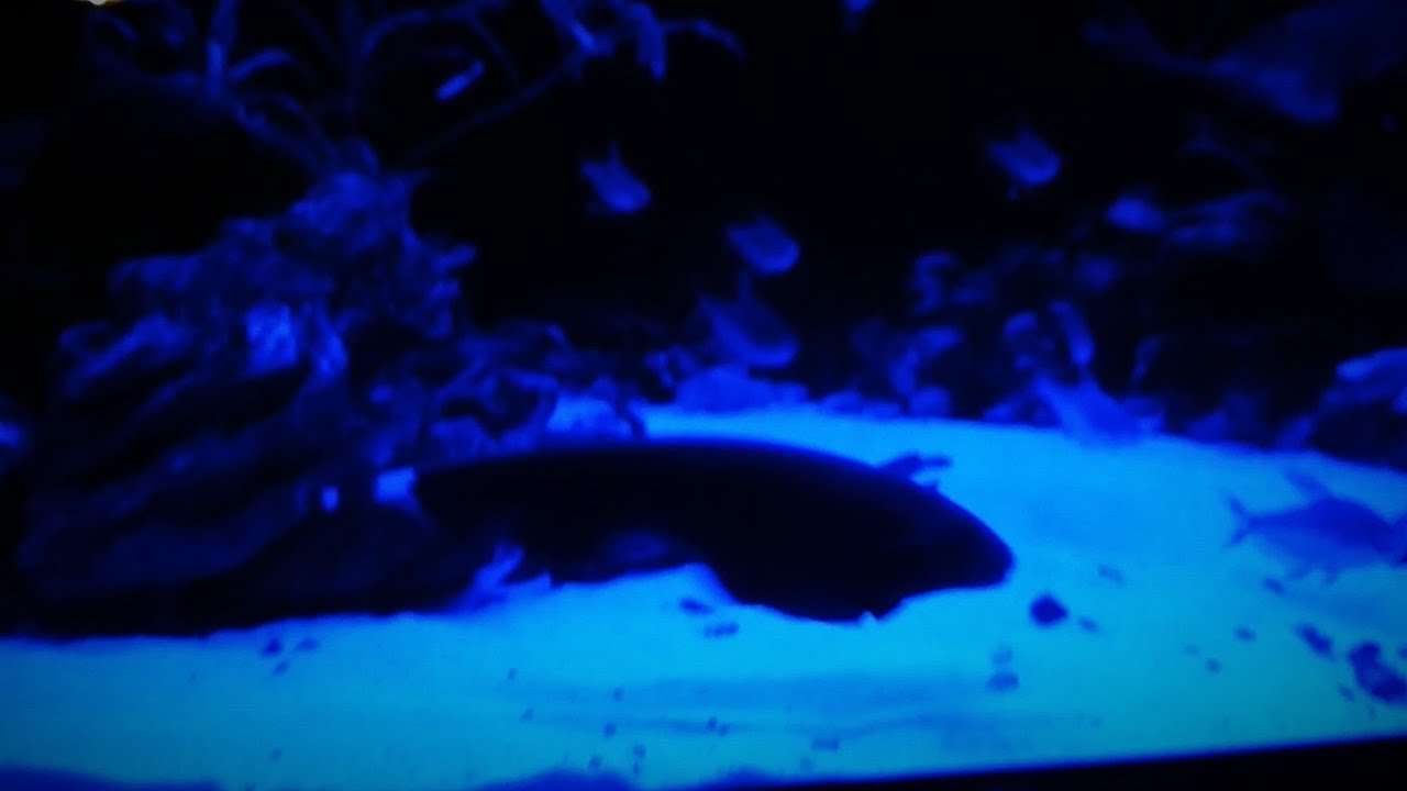 AKWARYSTYKA-NOCNE POLOWANIE NA DUCHA AMAZONSKIEGO I MEGA NIESPODZIANKA W AKWARIUM
