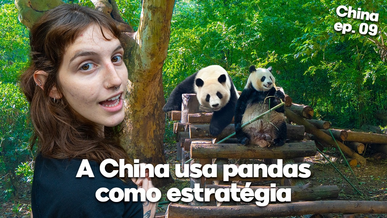 ESSA É A REALIDADE DOS PANDAS NA CHINA 🇨🇳