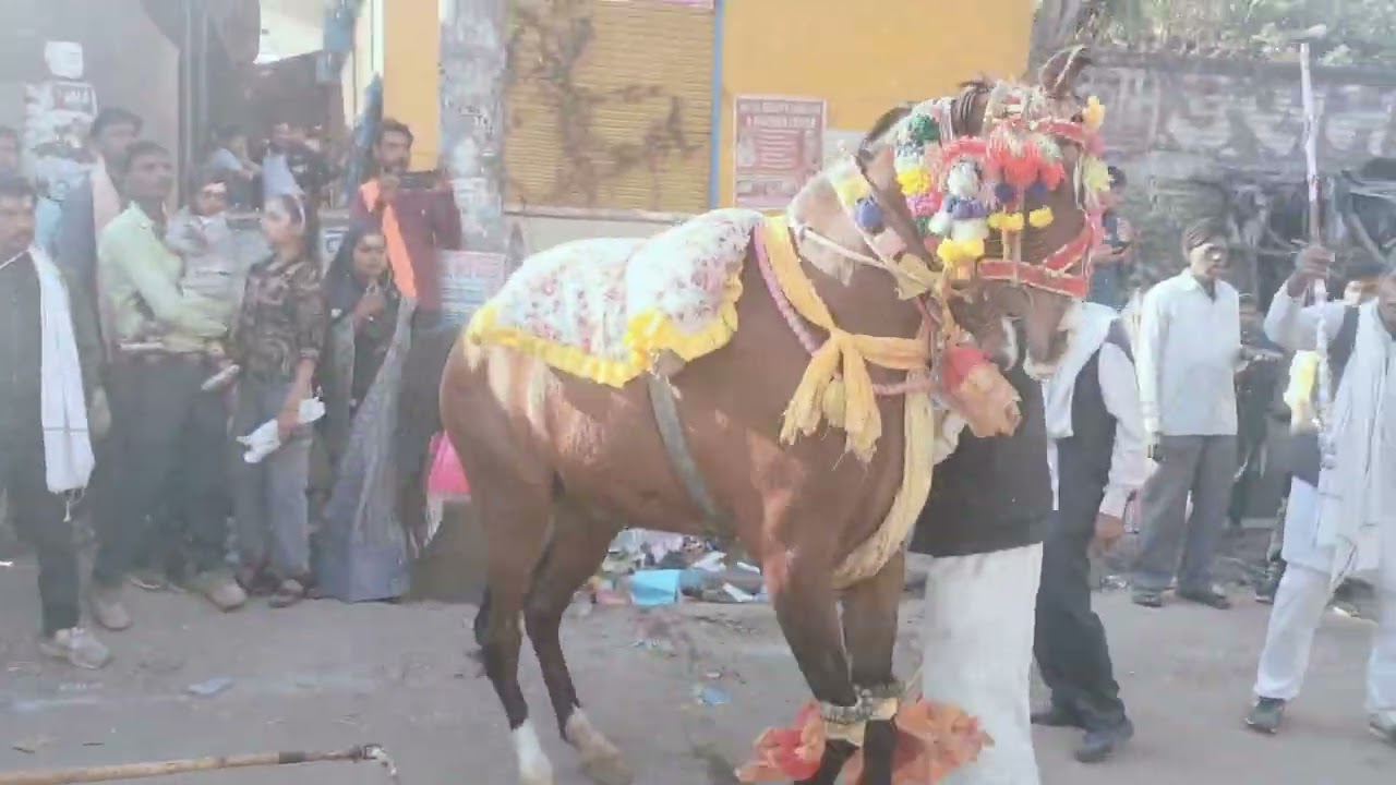 घोड़े का डांस #video 