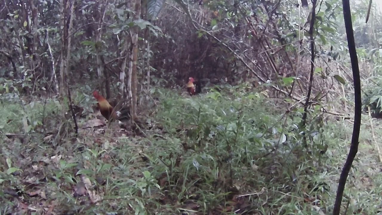 Pang 16 ni palung ka hunter.