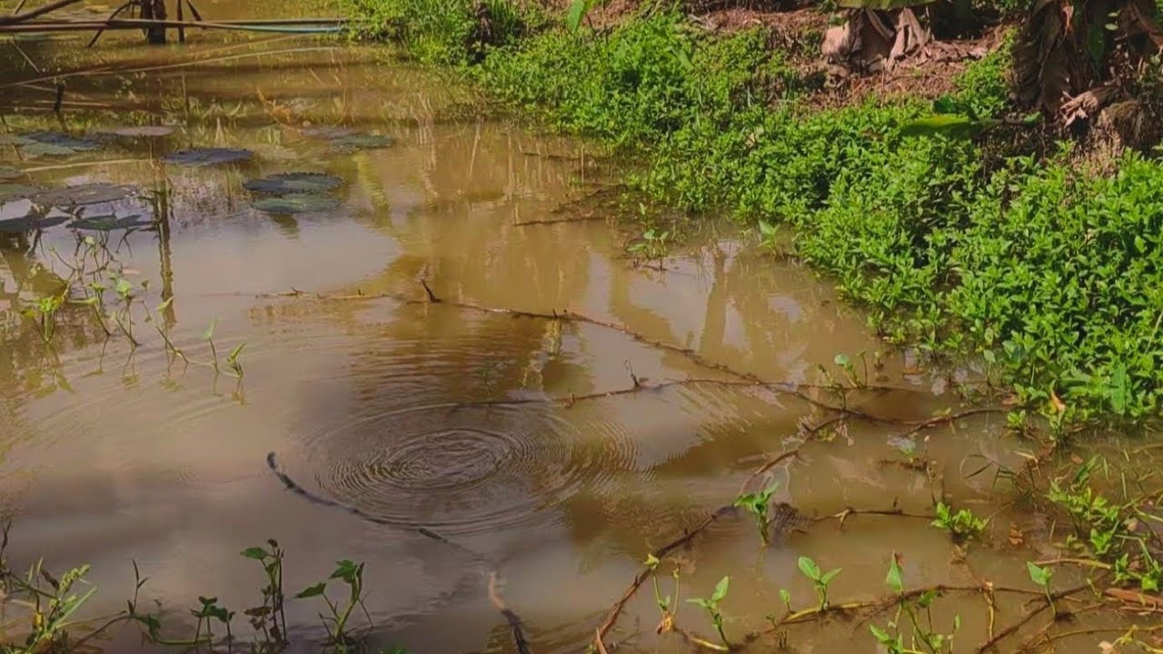 Quiet Walk in Songkhla Garden, Thailand · Daily Quiet · a quiet walk to listen to water and wind​
