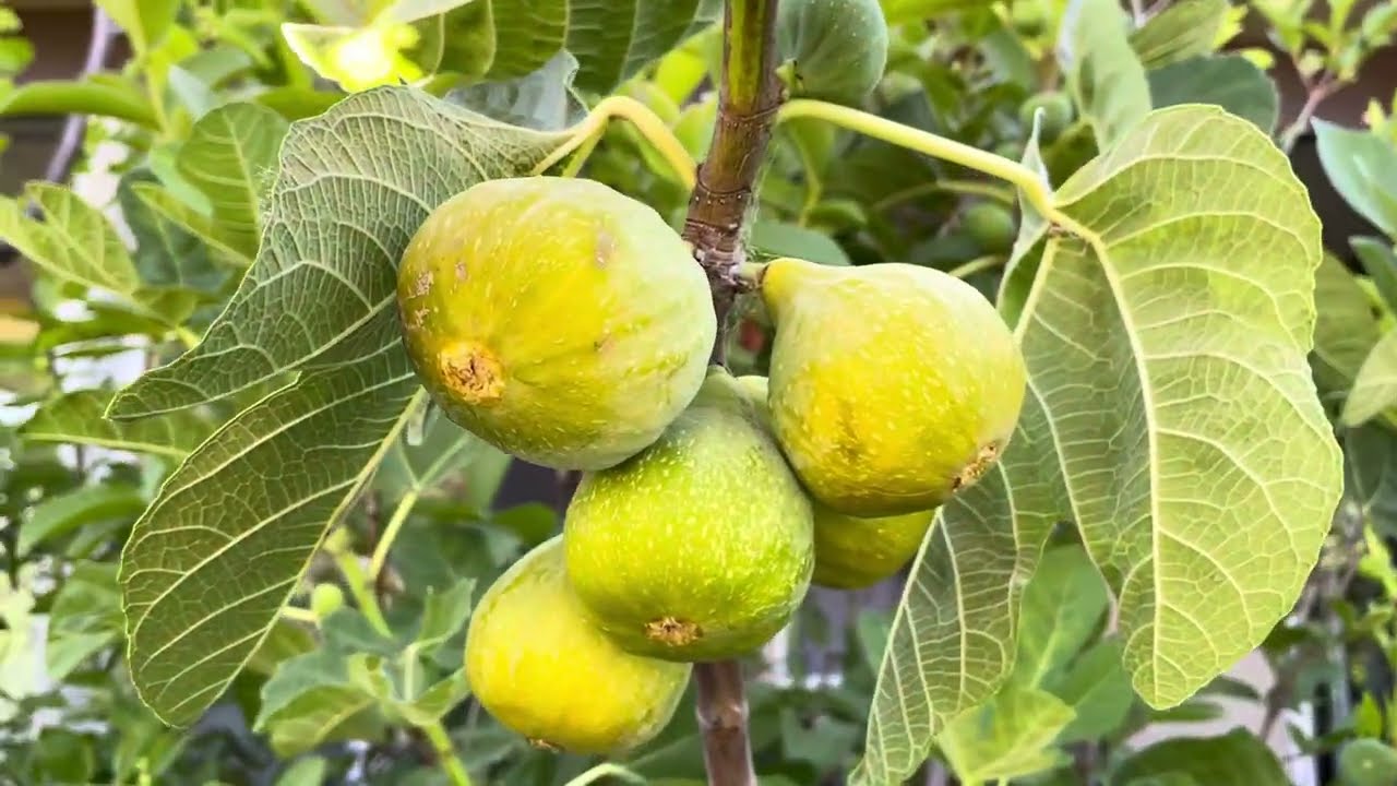 Must Grow these Figs
