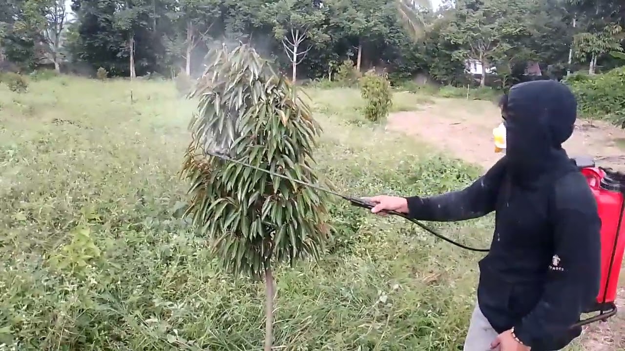 Durian visit. Farm -1 sa manambulan