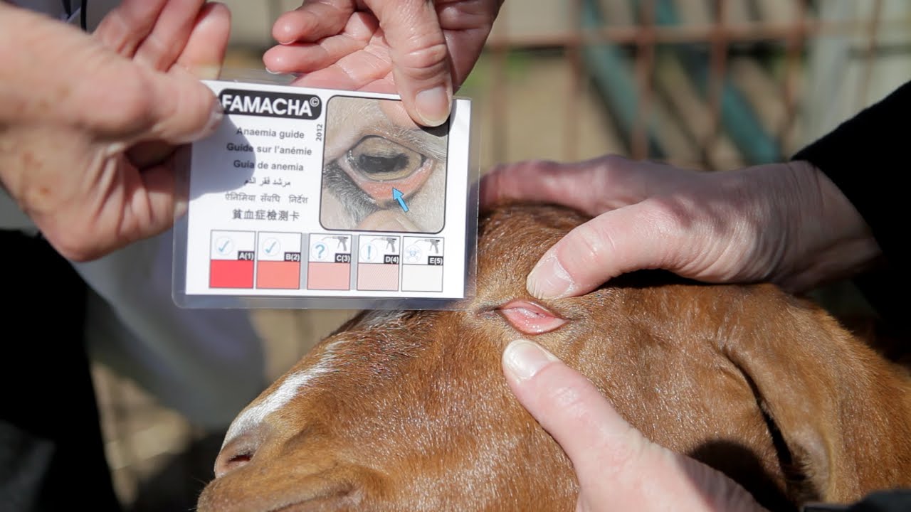 Why and how to do FAMACHA Scoring