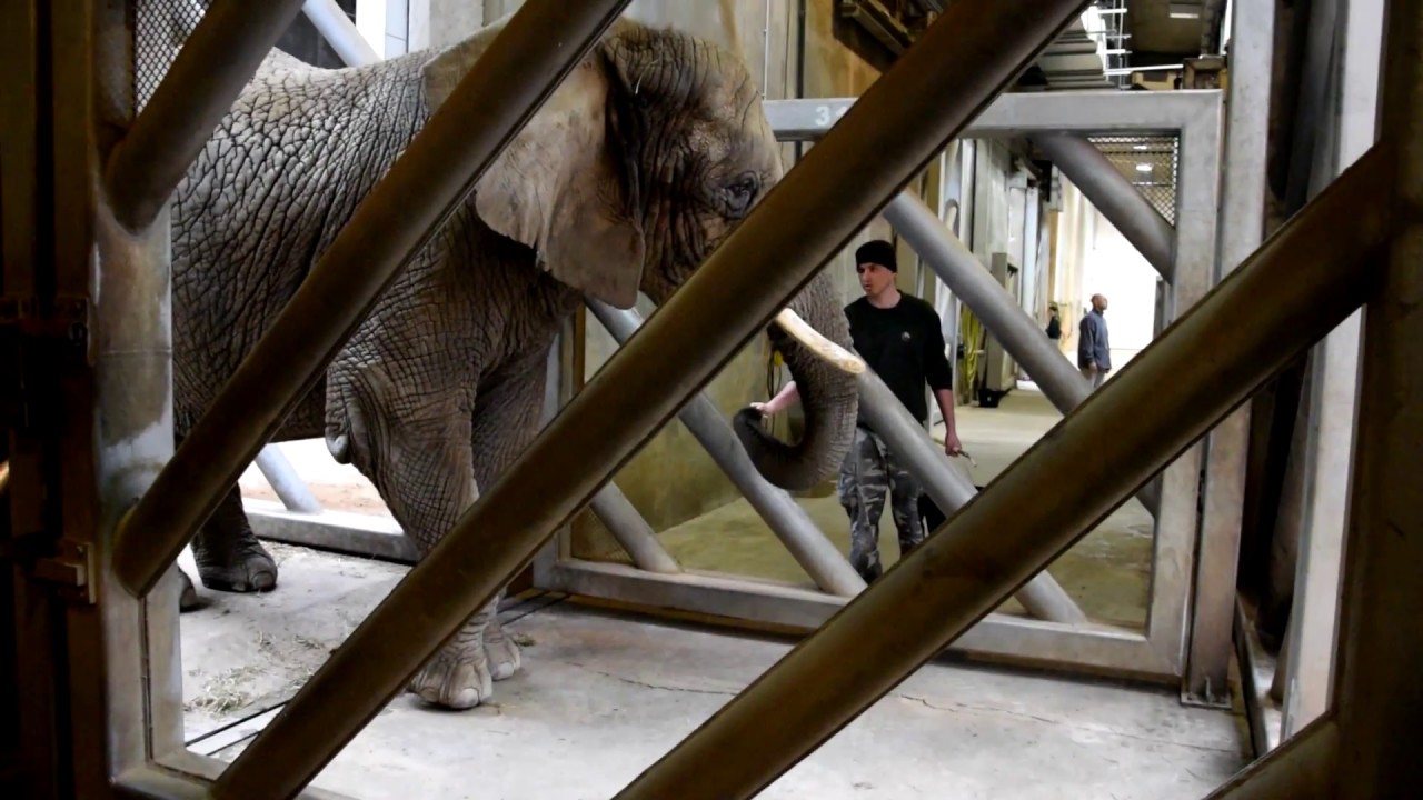 Zoo Poznań - pracowity poranek w słoniarni