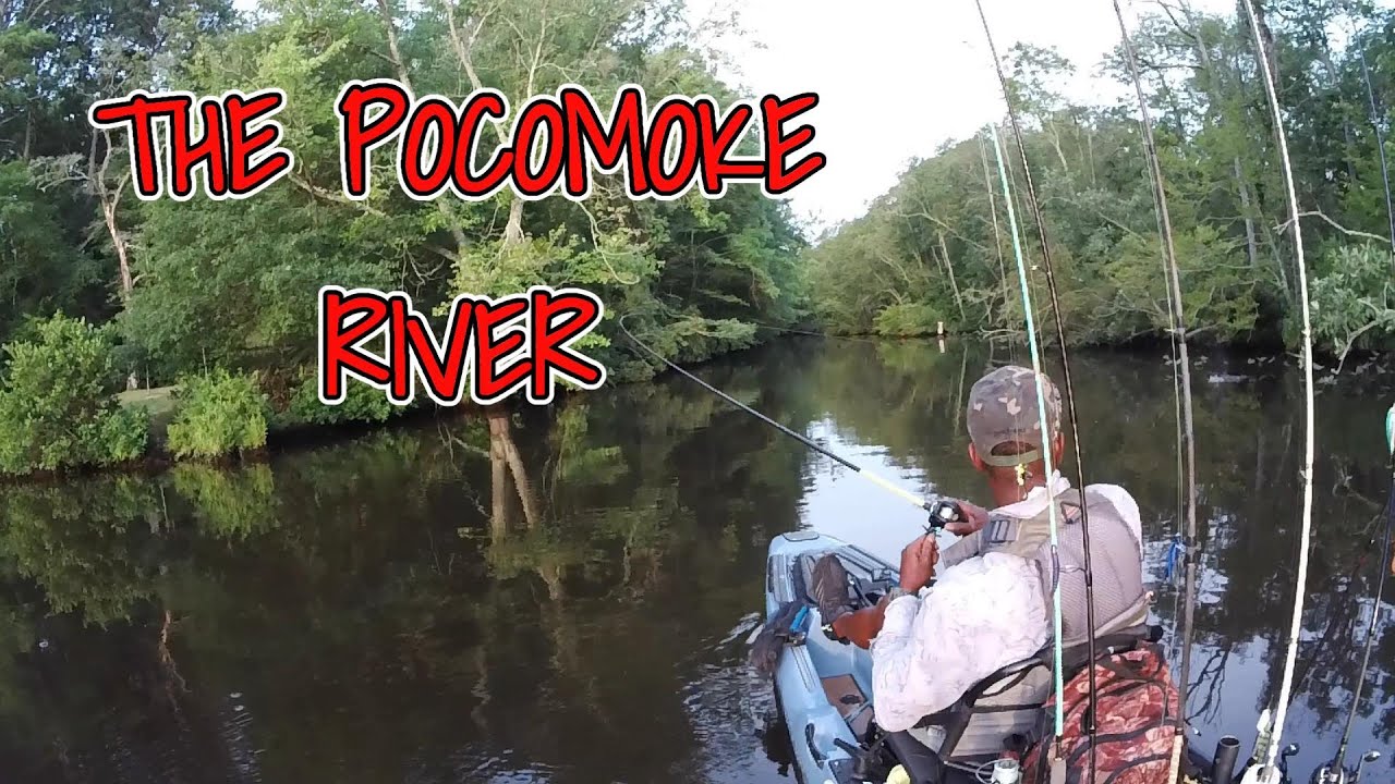 First look at Pocomoke river- Tounament 6