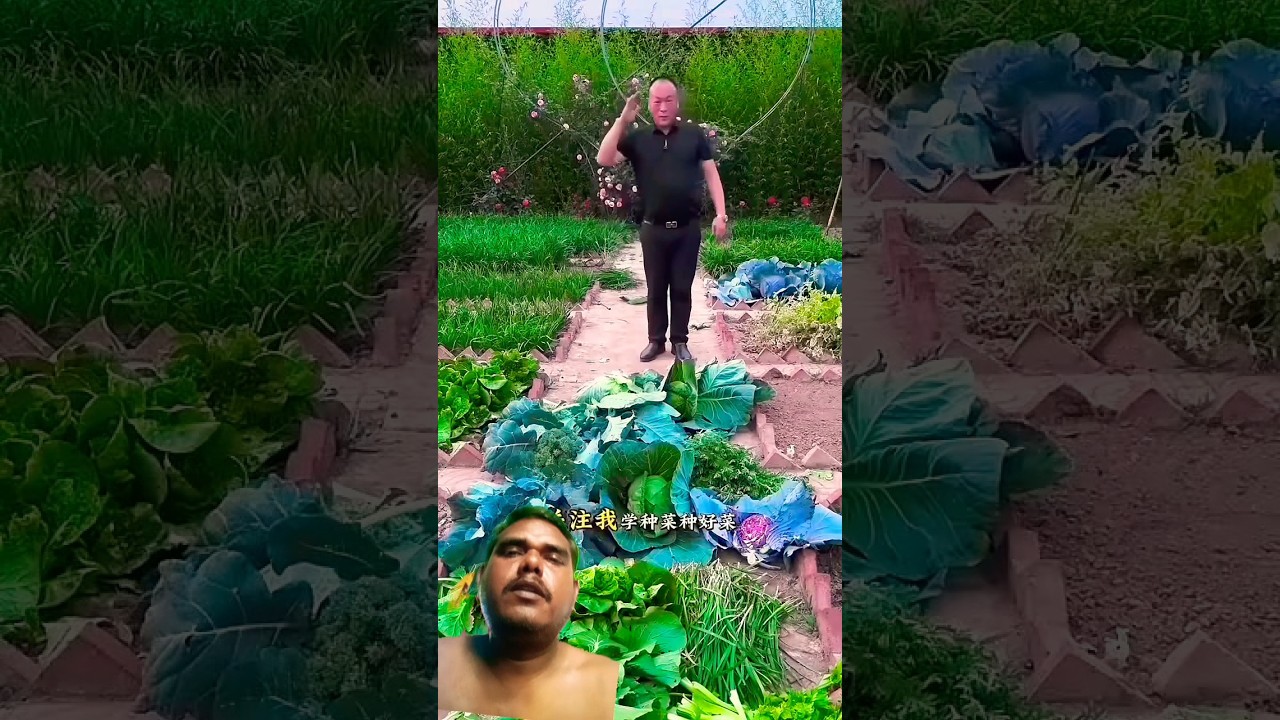 I saw different types of vegetables being picked from the vegetable garden #shots #youtubeshorts