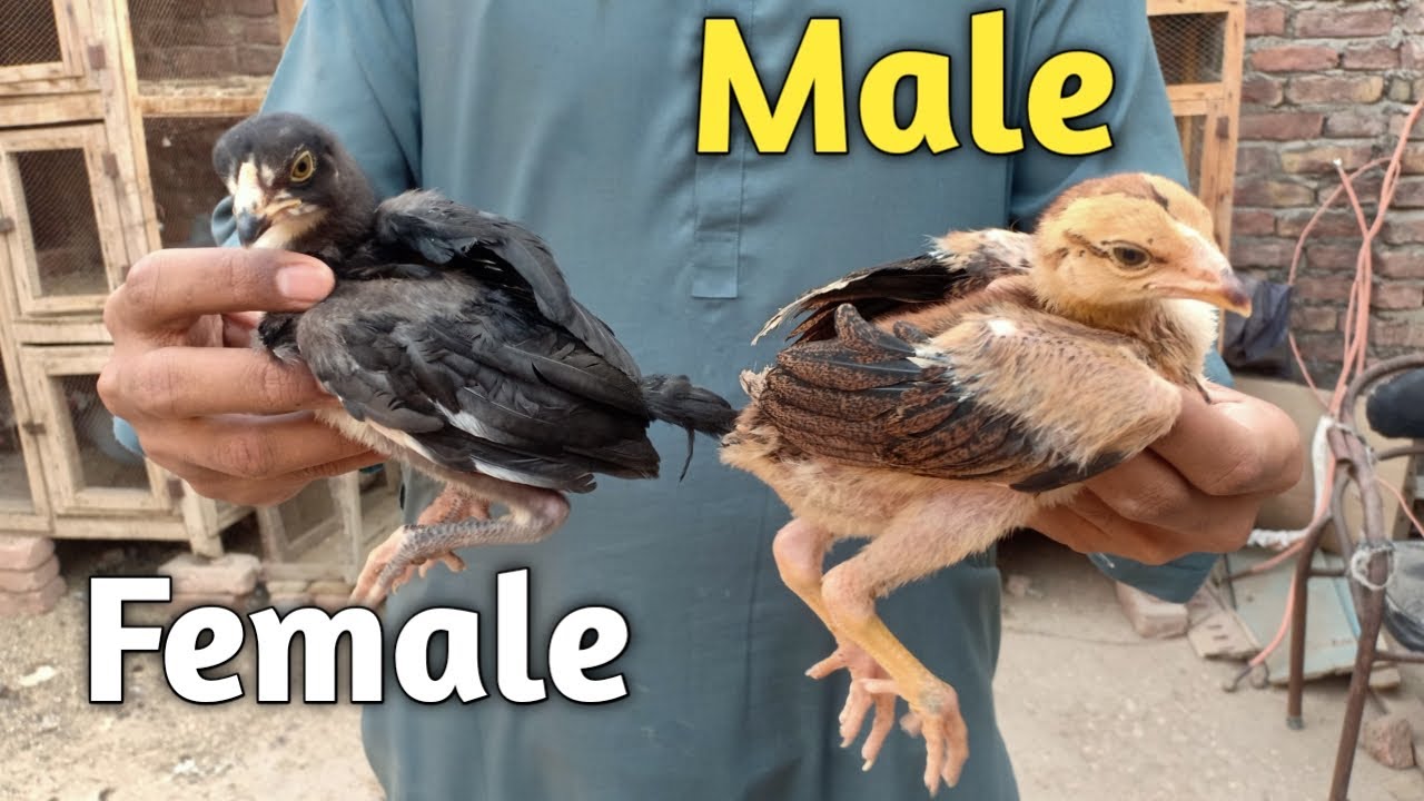 Aseel Chicks Ma Male Or Female Ka Difference 😀 || Pets Vlog