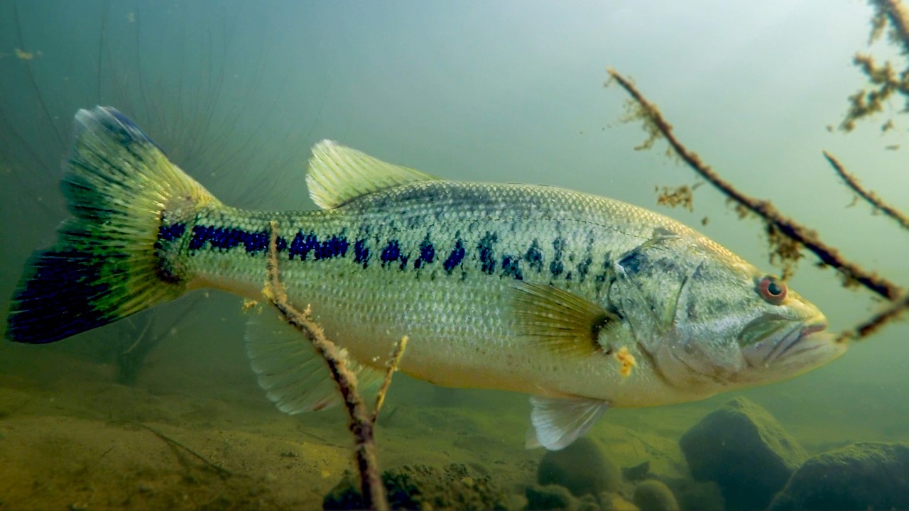How To Catch Bass During The Spawn! (Underwater Footage Of Bass Behavior)