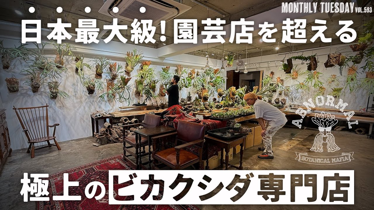 【園芸店巡り】日本最大級のビカクシダ専門店Botanical Mafiaに潜入！スーパードワーフから大型品種までまさに圧巻！