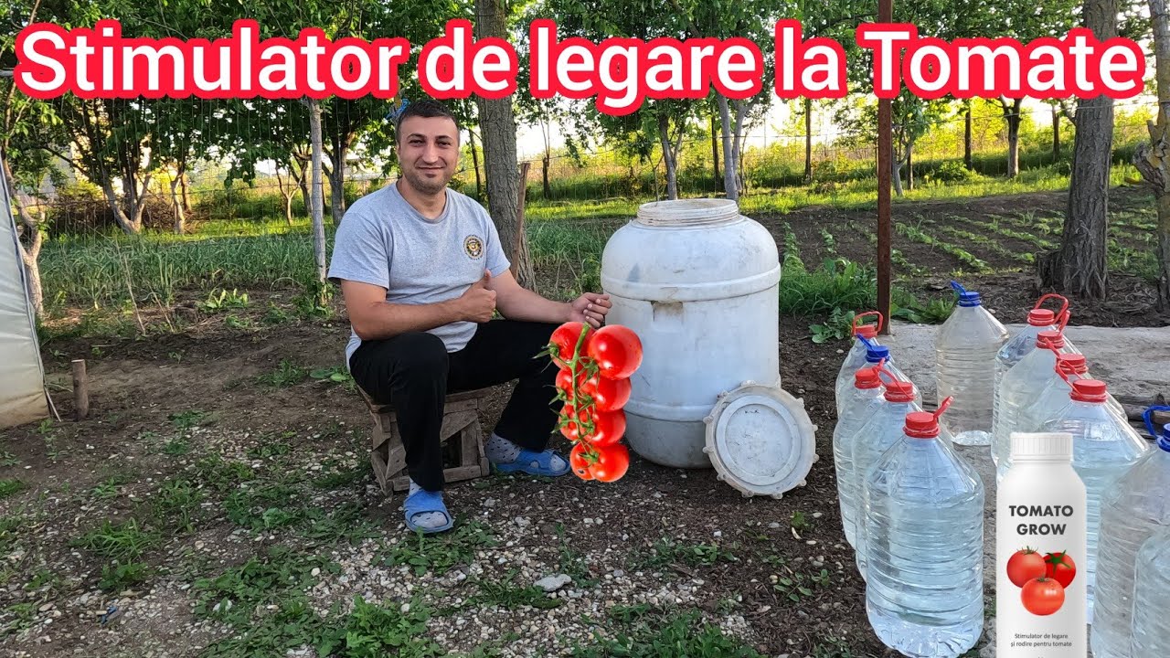 Pentru recolta bogata de tomate trebuie sa avem grija sa nu avorteze florile