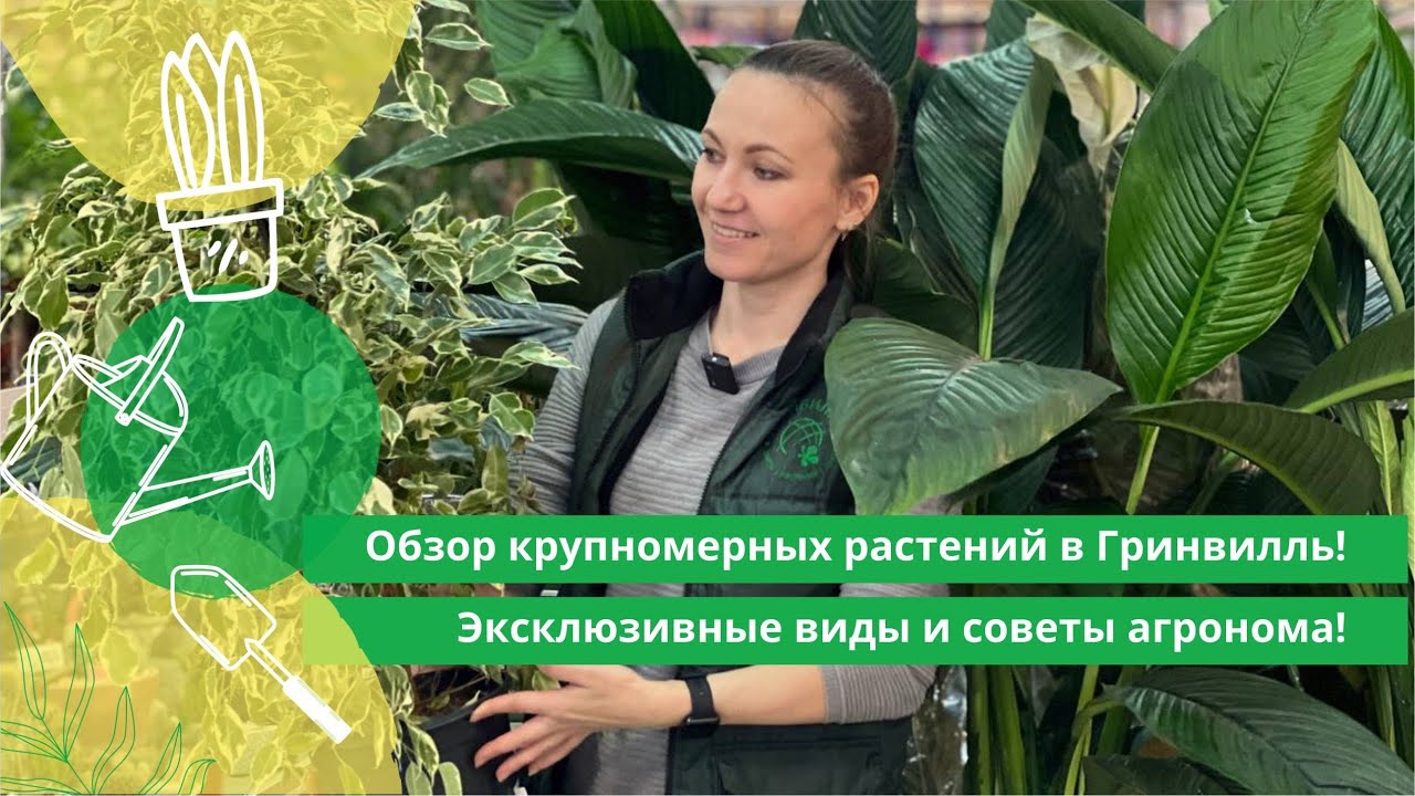 Обзор крупномерных растений в Гринвилль! Эксклюзивные виды и советы агронома!