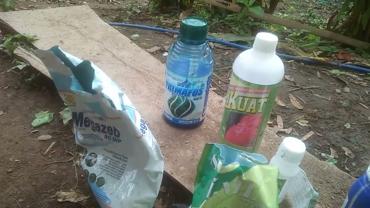 Racikan fungisida  yang AMPUH untuk  musim hujan ekstrim