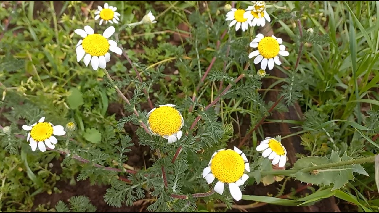 أخيرا تم القبض على البابونج الحقيقي || La vraie camomille a enfin été attrapée