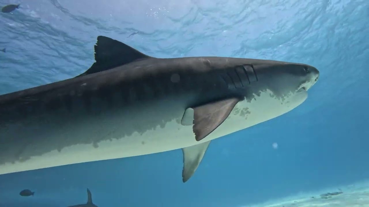 The Tiger Shark Island. Fuvahmulah, Maldives