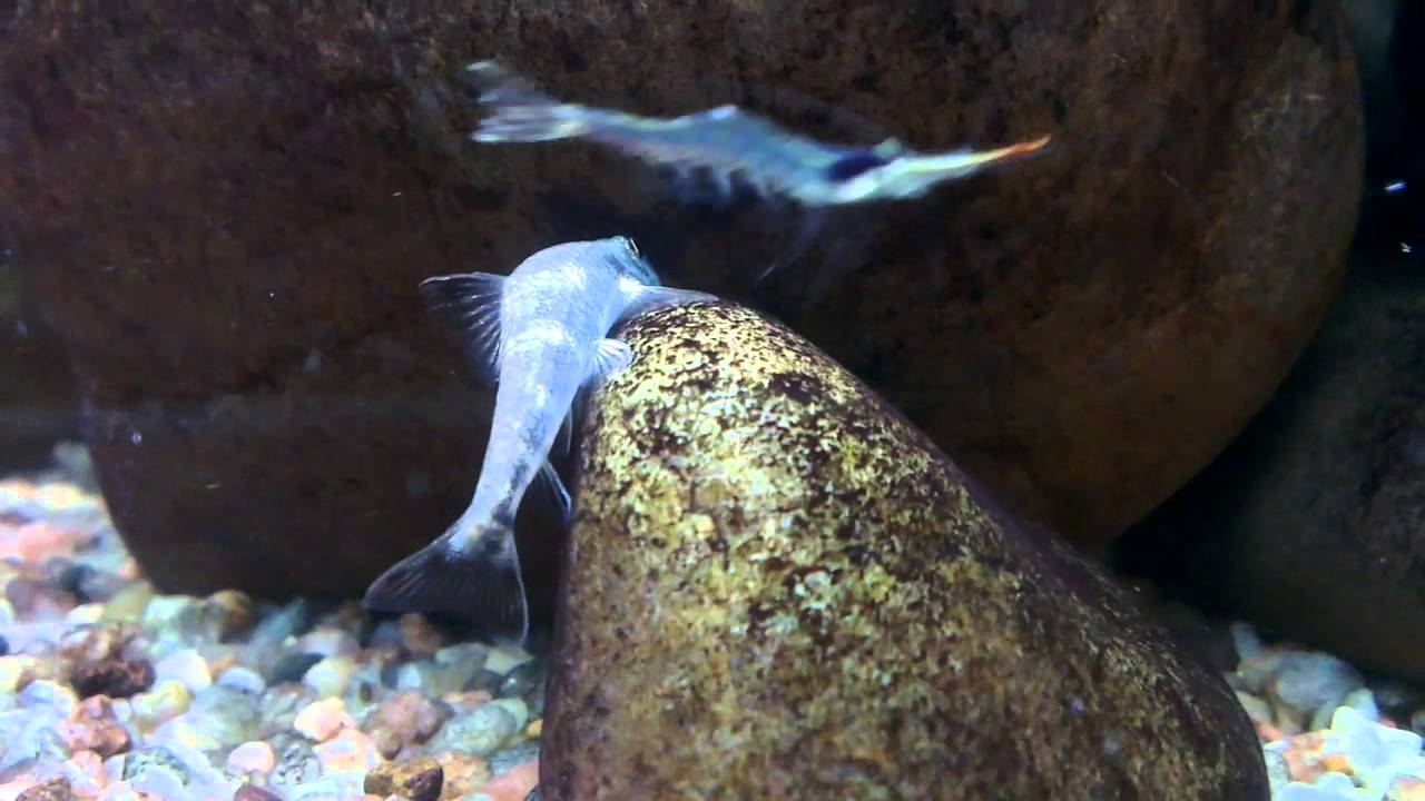 Psilorhynchus balitora