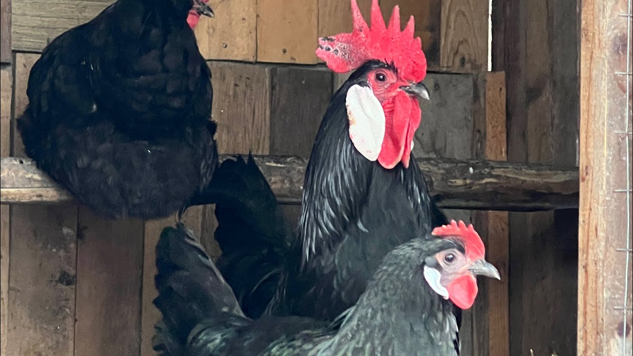 Мінорка, відмінні несушки!  Мінорка та Леггорн одні з найкращих курей несушок. 