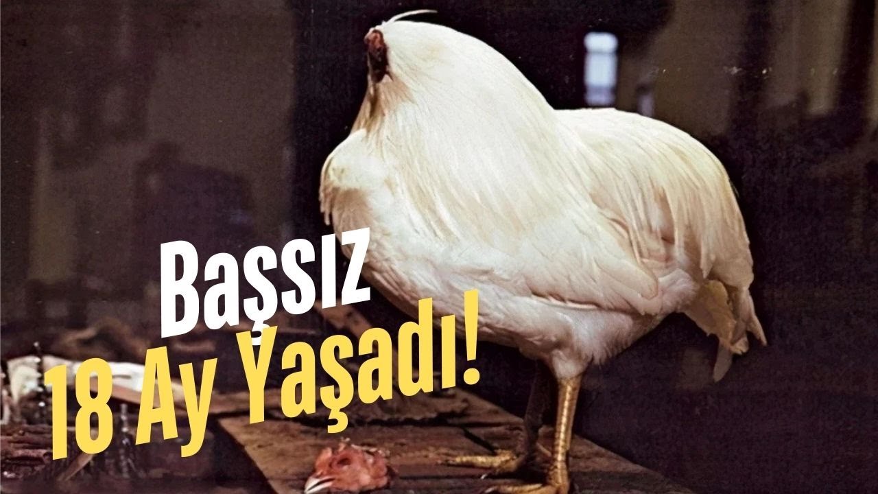 Başsız Yaşayan Tavuk: Mike’ın İnanılmaz Hikayesi