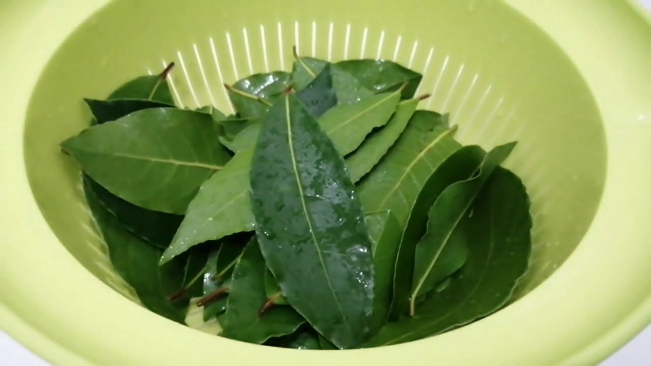 Hoe droog je laurierblaadjes thuis | How to dry bay leaves at home |