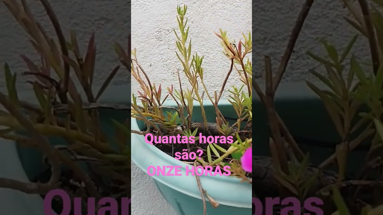 onze horas #colanadica #plantas #cutivo