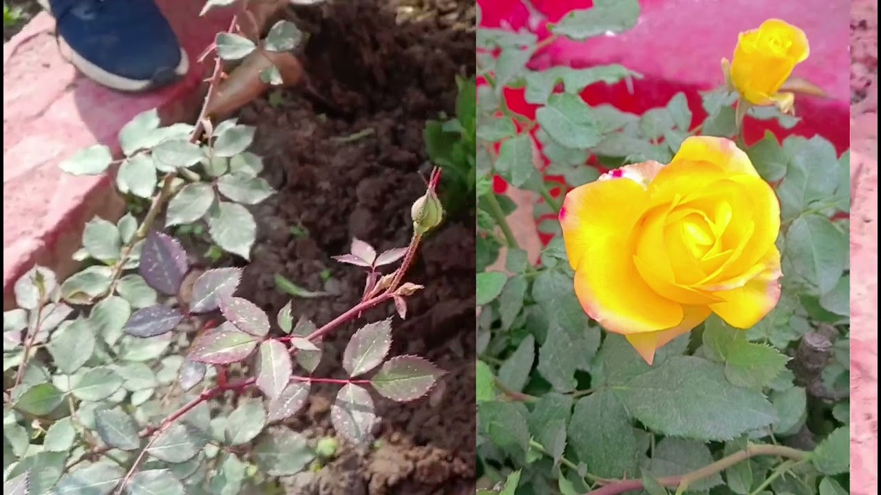 Bike demo plant#gardenflowers flowers#gardenflowers ☘️☘️☘️💫💫🌺🌺💓