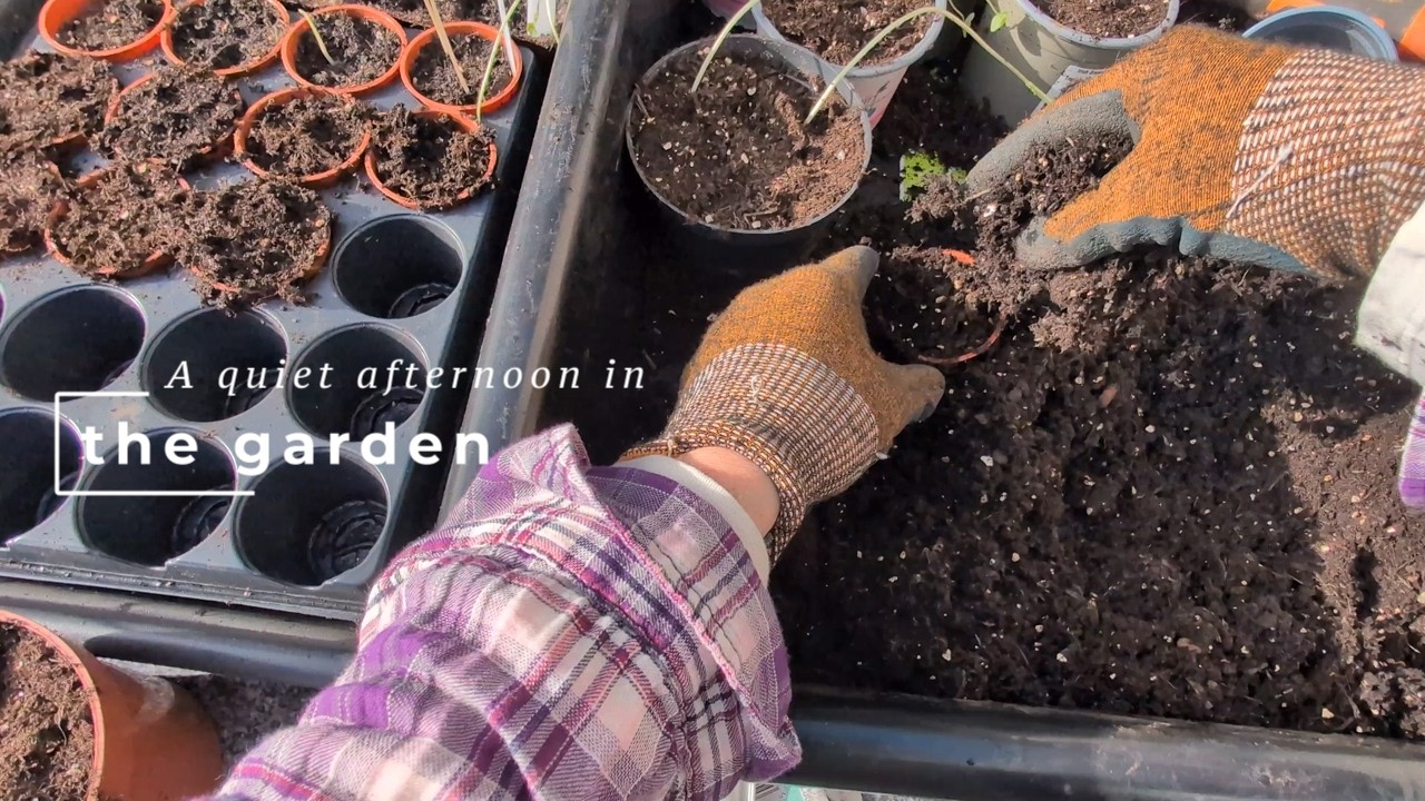 Between the storms - February garden