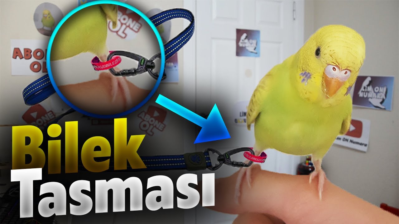 Muhabbet Kuşu Bilek Tasması Olur mu ? - Kuş Ayak Tasması - Muhabbet Kuşu Ayak Tasması - Kuş Tasması