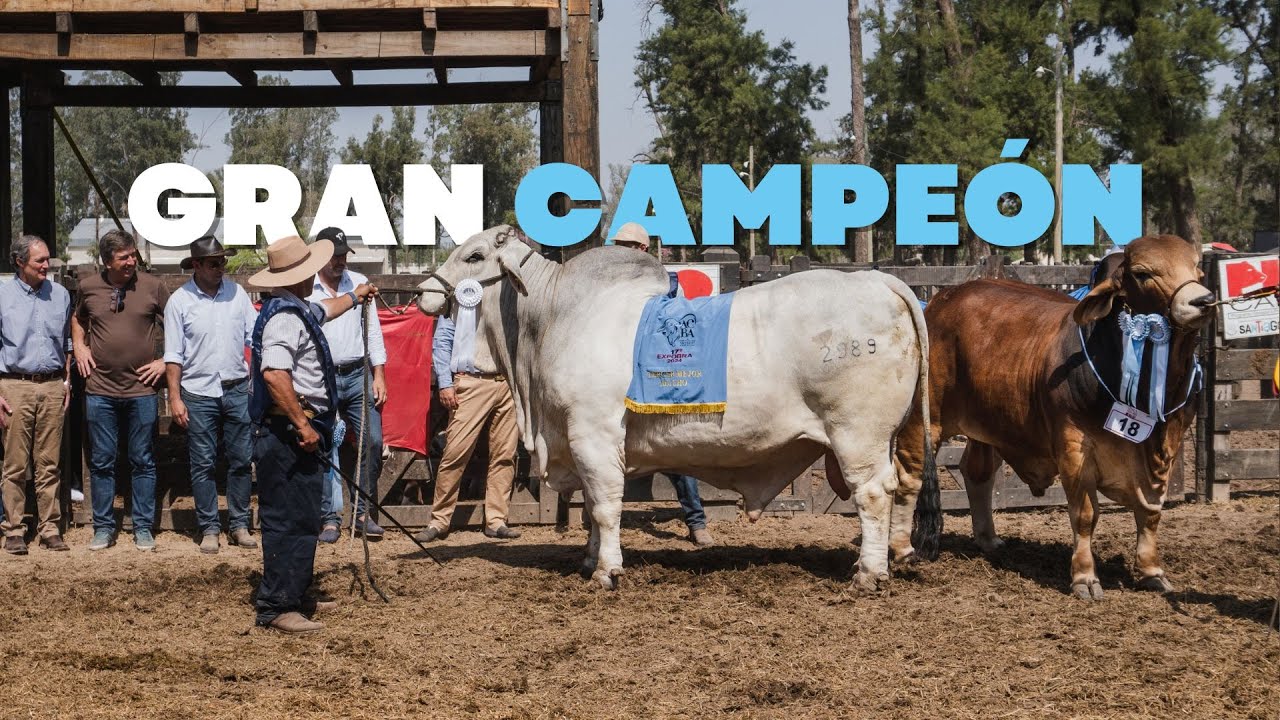 GRAN CAMPEÓN MACHO - BRAHMAN - EXPOBRA2024