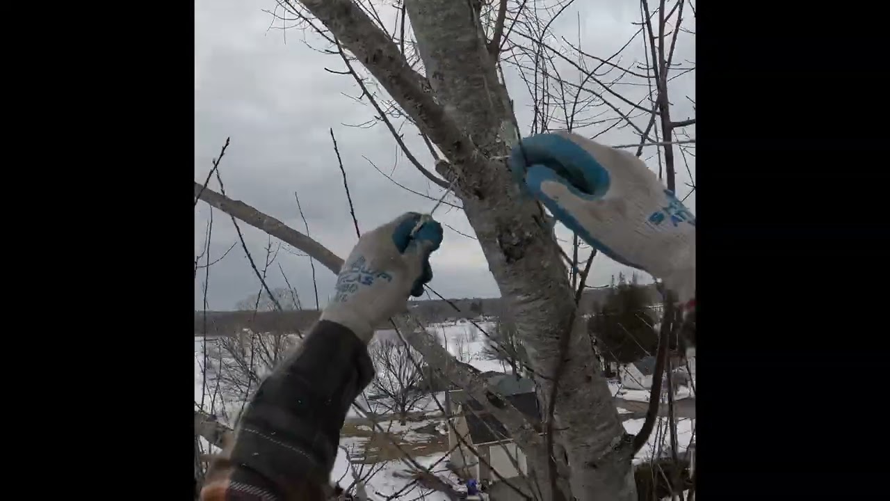 Throwball rescue #treeclimbing #tree #arborist #climbing #petzl #prunus 
