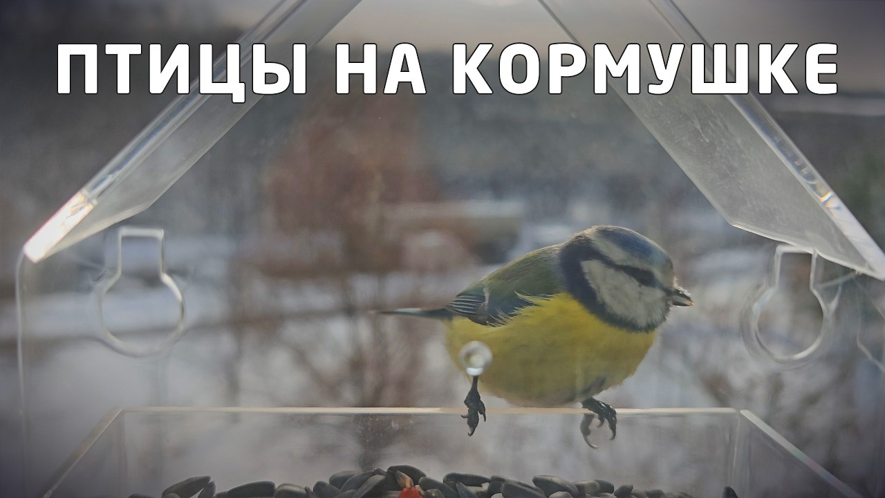 Зимняя помощь пернатым друзьям - лазоревка на оконной кормушке питается специализированным кормом
