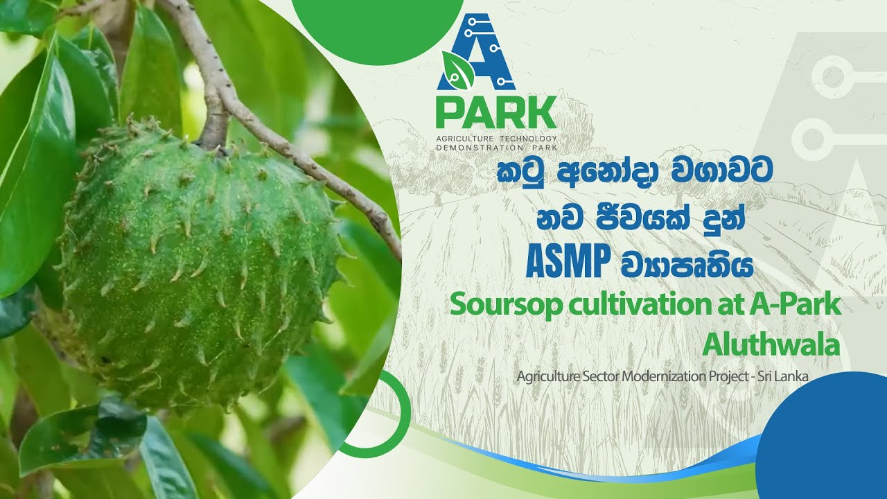 කටු අනෝදා වගාවට නව ජීවයක් දුන් ASMP ව්‍යාපෘතිය  -  Soursop cultivation at A-Park Aluthwala