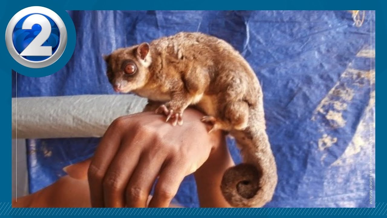 PHOTOS: Hawaiʻi team discovers mammals thought extinct for 7,000 years