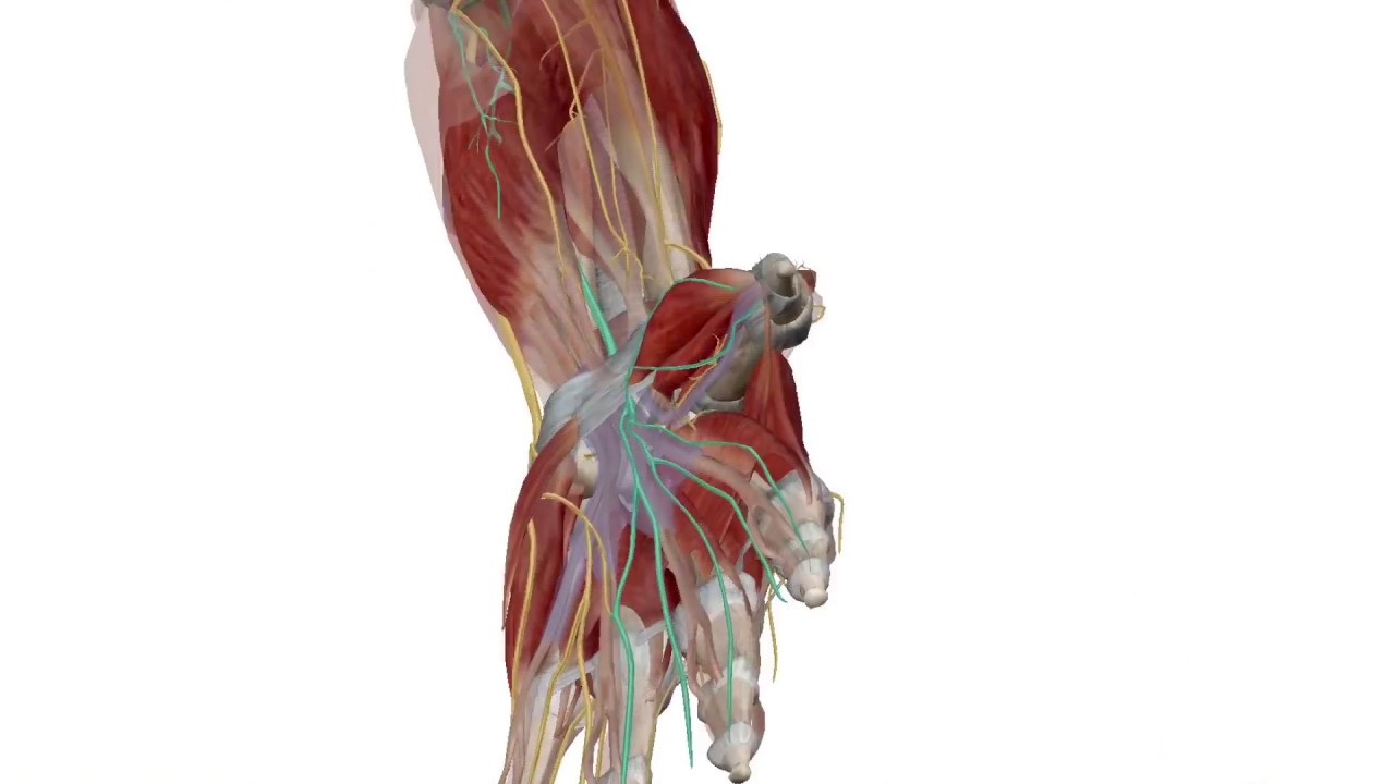 Esercizio per tunnel carpale