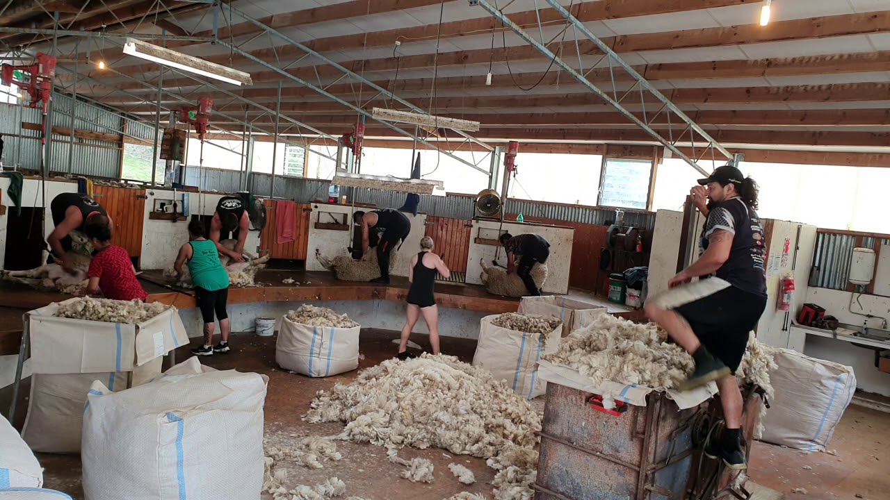 Woolpressing doing it oldskol 💪
