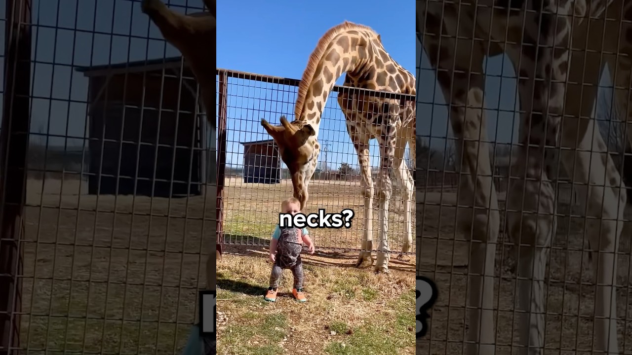 Why are Giraffes the Only Animal With Long Necks? 😳