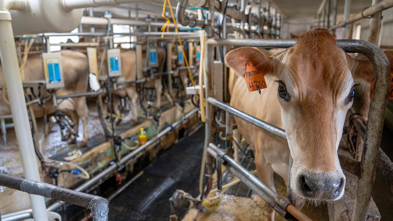 Biltmore Dairy