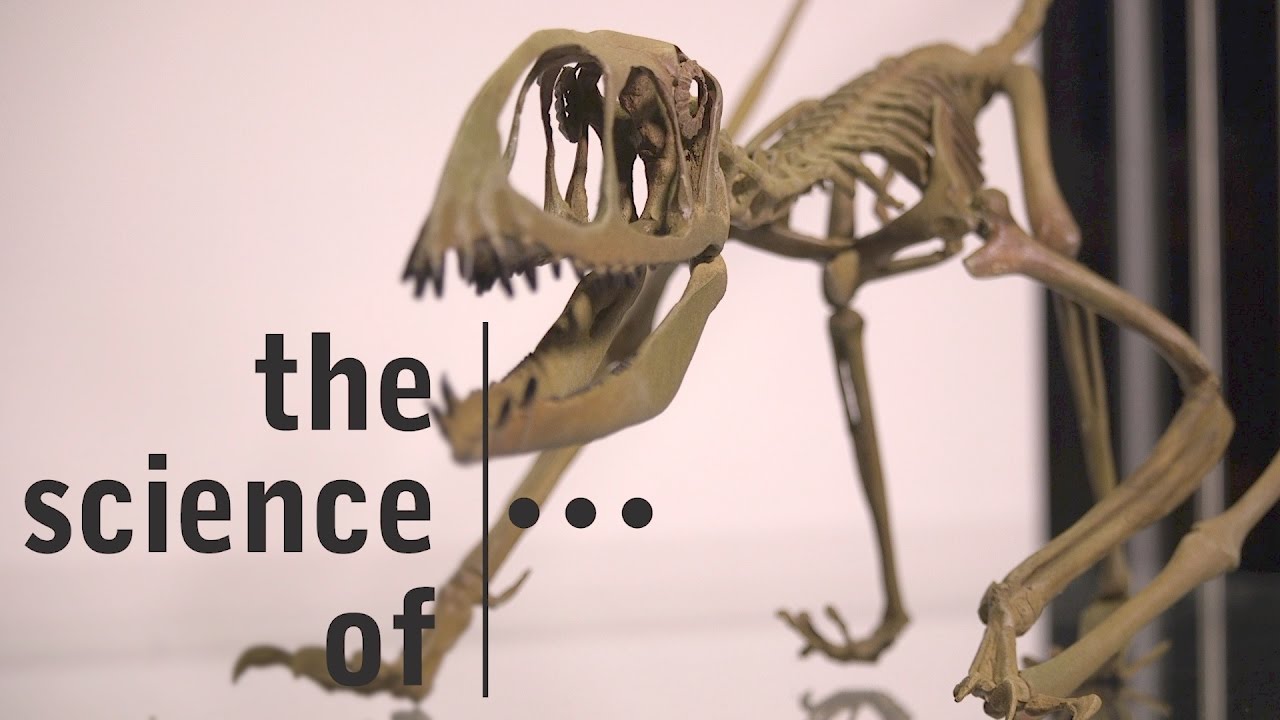 Mary Anning... Fossil hunter extraordinaire (Darwin & Dinosaurs)