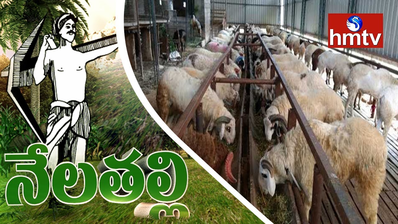 Goat & Sheep Farming Guide | Nela Talli | hmtv