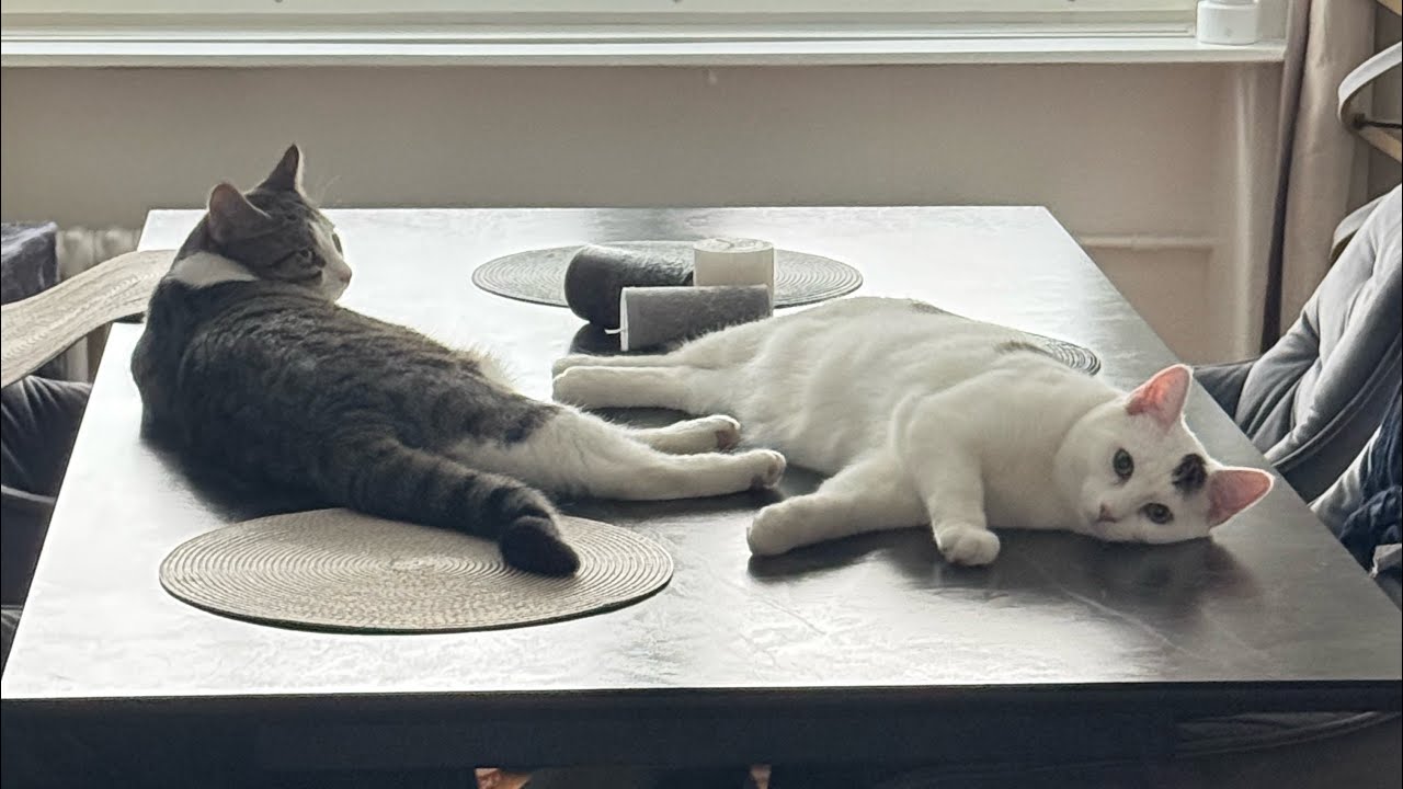 Azriel & Lucien LIVE 😻🐾 | Chill Cat Cam & Cozy Vibes