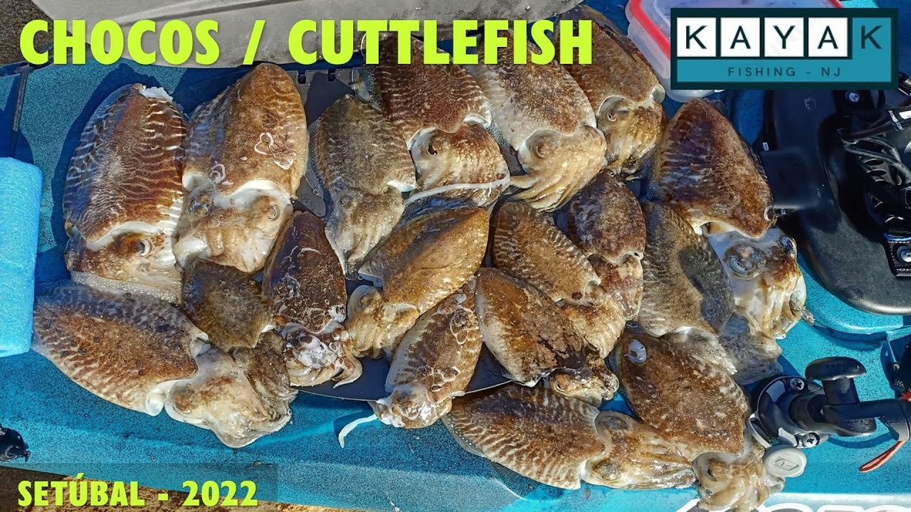 #28 – SETÚBAL – CARREGAMENTO DE CHOCOS / CUTTLEFISH LOADING