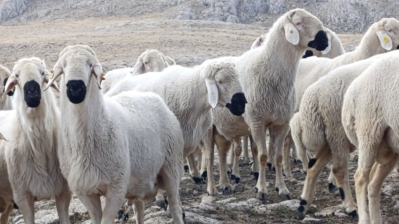 SİVAS BİRİNCİSİ ŞAMPİYON KOÇLARIMIZIN KATIMI